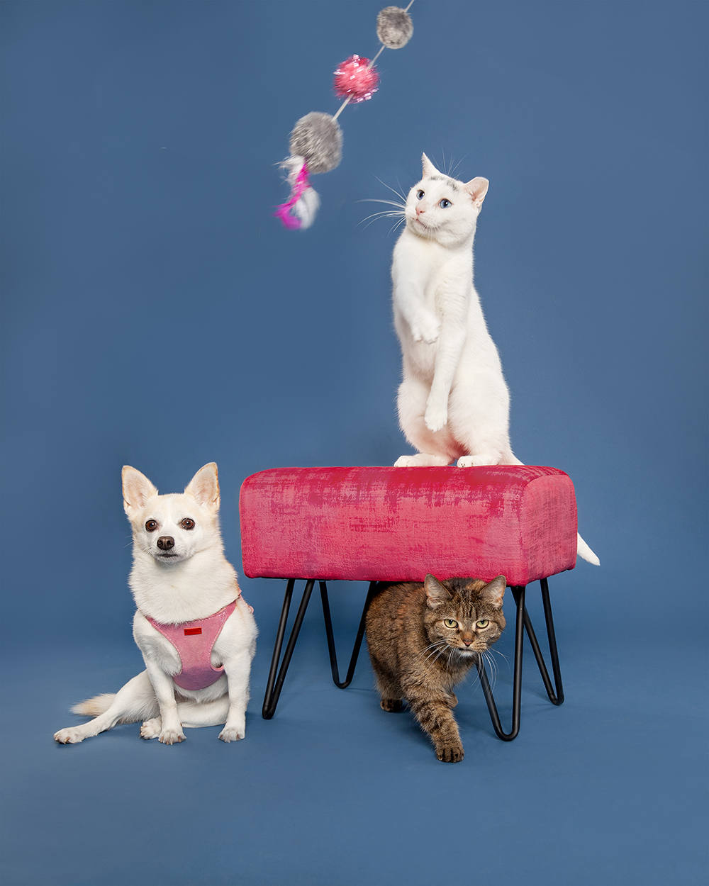 cat-and-dog-custom-animal-photography-Evanston-Il