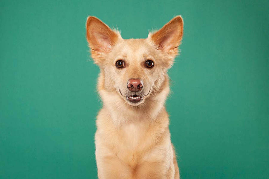 best-pet-photographer-Evanston-for-dogs