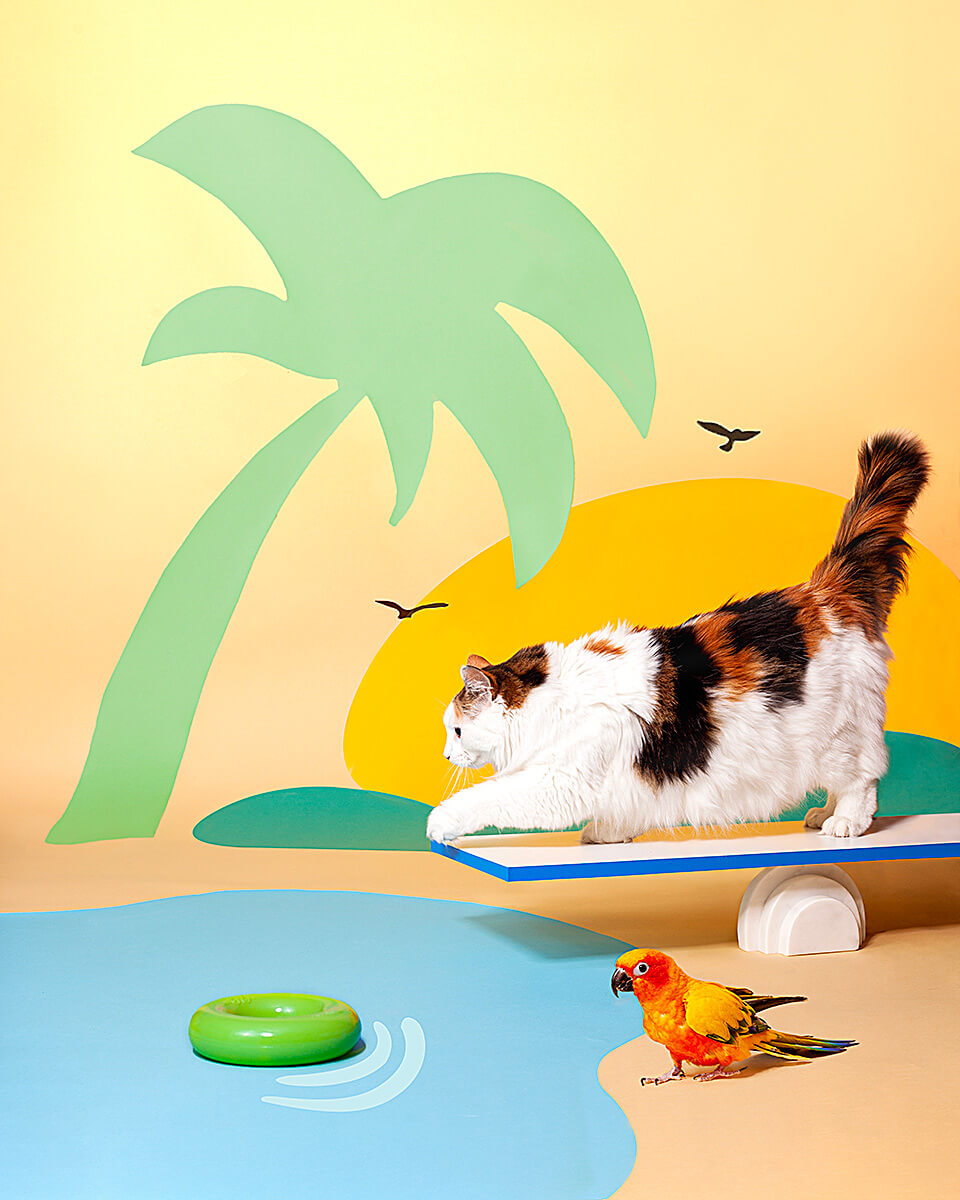 cat-and-bird-racing-to the-pool-concpetual-studio-photography