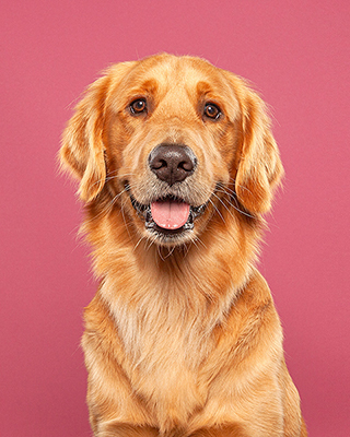 golden-retriever-pet-photography-Chicago