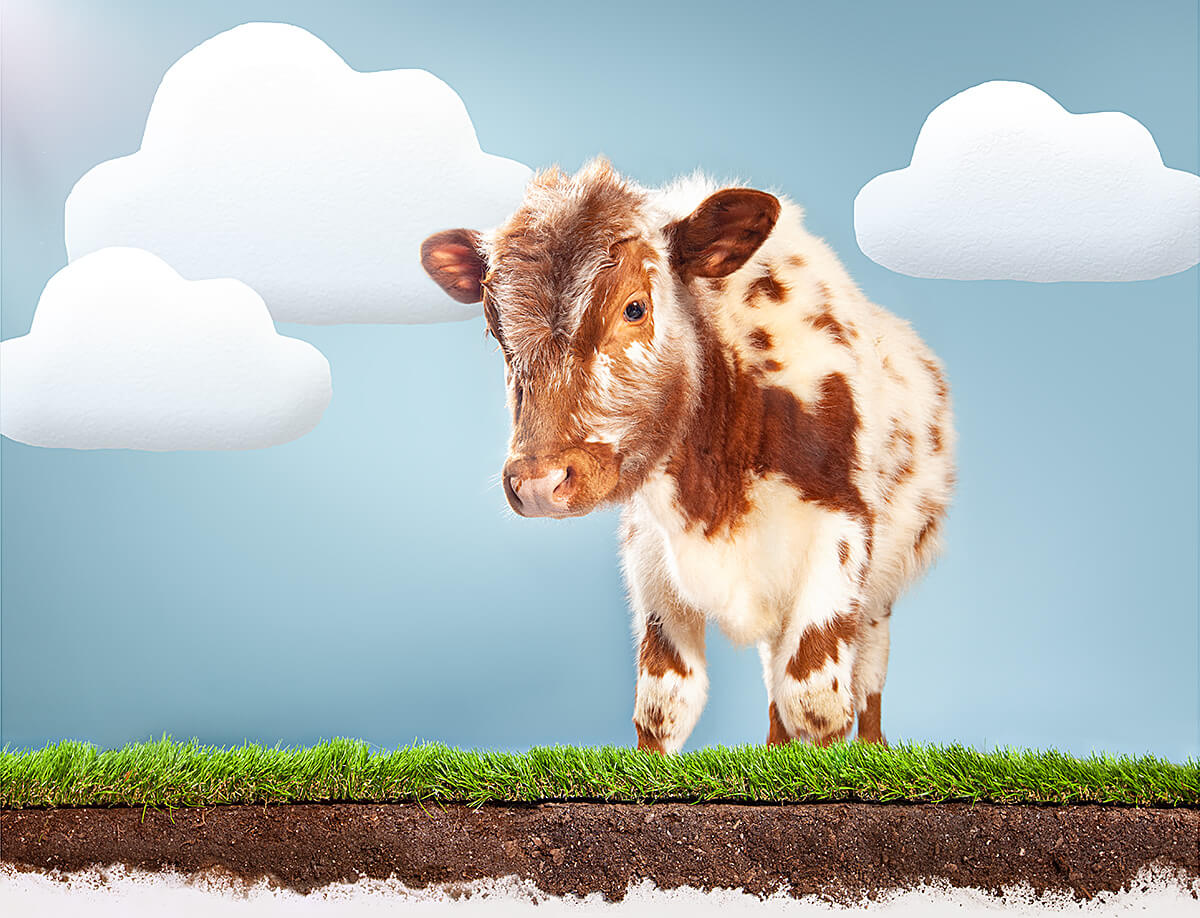 baby-calf-outdoor-studio-scene-animal-photo