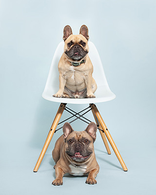 best-French-bulldog-portrait-photographer-Evanston